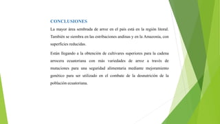 CONCLUSIONES
La mayor área sembrada de arroz en el país está en la región litoral.
También se siembra en las estribaciones andinas y en la Amazonía, con
superficies reducidas.
Están llegando a la obtención de cultivares superiores para la cadena
arrocera ecuatoriana con más variedades de arroz a través de
mutaciones para una seguridad alimentaria mediante mejoramiento
genético para ser utilizado en el combate de la desnutrición de la
población ecuatoriana.
 