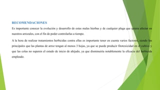 RECOMENDACIONES
Es importante conocer la evolución y desarrollo de estas malas hierbas y de cualquier plaga que quiera afectar en
nuestros arrozales, con el fin de poder controlarlas a tiempo.
A la hora de realizar tratamientos herbicidas contra ellas es importante tener en cuenta varios factores, siendo los
principales que las plantas de arroz tengan al menos 3 hojas, ya que se puede producir fitotoxicidad en el cultivo y
que las colas no superen el estado de inicio de ahijado, ya que disminuiría notablemente la eficacia del herbicida
empleado.
 