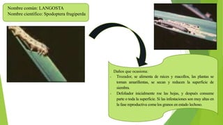 Nombre común: LANGOSTA
Nombre científico: Spodoptera frugiperda
Daños que ocasiona:
• Trozador, se alimenta de raíces y macollos, las plantas se
tornan amarillentas, se secan y reducen la superficie de
siembra.
• Defoliador inicialmente roe las hojas, y después consume
parte o toda la superficie. Si las infestaciones son muy altas en
la fase reproductiva comelos granos en estado lechoso.
 