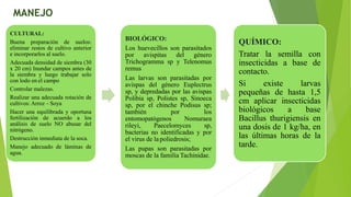 CULTURAL:
Buena preparación de suelos:
eliminar restos de cultivo anterior
e incorporarlos al suelo.
Adecuada densidad de siembra (30
x 20 cm) Inundar campos antes de
la siembra y luego trabajar solo
con lodo en el campo
Controlar malezas.
Realizar una adecuada rotación de
cultivos: Arroz – Soya
Hacer una equilibrada y oportuna
fertilización de acuerdo a los
análisis de suelo NO abusar del
nitrógeno.
Destrucción inmediata de la soca.
Manejo adecuado de láminas de
agua.
BIOLÓGICO:
Los huevecillos son parasitados
por avispitas del género
Trichogramma sp y Telenomus
remus
Las larvas son parasitadas por
avispas del género Euplectrus
sp, y depredadas por las avispas
Polibia sp, Polistes sp, Sinoeca
sp, por el chinche Podisus sp;
también por los
entomopatógenos Nomuraea
rileyi, Paecelomyces sp,
bacterias no identificadas y por
el virus de lapoliedrosis;
Las pupas son parasitadas por
moscas de la familia Tachinidae.
QUÍMICO:
Tratar la semilla con
insecticidas a base de
contacto.
Si existe larvas
pequeñas de hasta 1,5
cm aplicar insecticidas
biológicos a base
Bacillus thurigiensis en
una dosis de 1 kg/ha, en
las últimas horas de la
tarde.
MANEJO
 