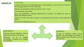 CULTURAL:
Controlar malezas como Echinoclhoa spp y otras gramíneas, ya que favorece el aumento
de esta plaga cuando se inicia la floración.
Realizar una adecuada rotación de cultivos: Arroz – Soya.
Evitar siembras escalonadas.
Hacer una equilibrada y oportuna fertilización de acuerdo a los análisis de suelo no
abusar del nitrógeno (urea).
Eliminar los restos del cultivo anterior e incorporarlos al suelo para su descomposición
previa.
Destrucción inmediata de la soca.
BIOLÓGICO:
Preservar insectos benéficos como el
parasitoide de huevos del género
Telenomus sp de la familia
Scelionidae y también de la familia
Pteromalidae.
QUÍMICO:
Si pasa los umbrales, aplicar control
químico con insecticidas de contacto y
baja toxicidad como Diazinón en dosis
de 700 cc/ha.
MANEJO
 