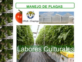 MANEJO DE PLAGAS  CRUS – Chapingo  Labores Culturales 