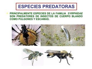 ESPECIES PREDATORAS <ul><li>PRINCIPALMENTE ESPECIES DE LA FAMILIA  SYRPHIDAE  SON PREDATORES   DE INSECTOS DE CUERPO BLAND...