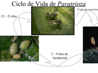 Ciclo de Vida de  Paratrioza 12 – 21 días 21 días de ovipostura 3 – 9 días de  incubación 