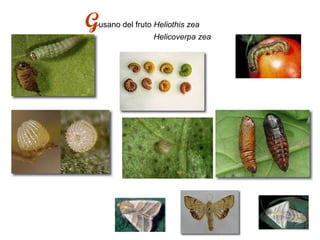 G usano del fruto  Heliothis zea   Helicoverpa zea 