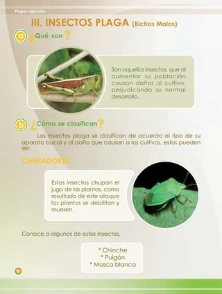 Plagas agrícolas


         III. INSECTOS PLAGA (Bichos Malos)
        ?
  a       Qué son      ?

                                         Son aquellos insectos, que al
                                         aumentar su población
                                         causan daños al cultivo,
                                         perjudicando su normal
                                         desarrollo.



        ?
  b         Cómo se clasifican      ?
           Los insectos plaga se clasifican de acuerdo al tipo de su
      aparato bucal y al daño que causan a los cultivos, estos pueden
      ser:

      CHUPADORES

                   Estos insectos chupan el
                   jugo de las plantas, como
                   resultado de este ataque
                   las plantas se debilitan y
                   mueren.



      Conoce a algunos de estos insectos.

                                    * Chinche
                                     * Pulgón
                                 * Mosca blanca
 10
 