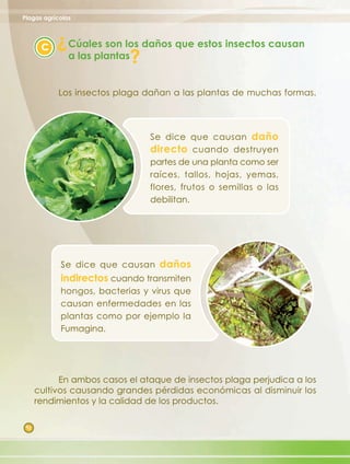 Plagas agrícolas

           ?
       c       Cúales son los daños que estos insectos causan
                           ?
               a las plantas


           Los insectos plaga dañan a las plantas de muchas formas.




                                Se dice que causan daño
                                directo cuando destruyen
                                partes de una planta como ser
                                raíces, tallos, hojas, yemas,
                                flores, frutos o semillas o las
                                debilitan.




            Se dice que causan daños
            indirectos cuando transmiten
            hongos, bacterias y virus que
            causan enfermedades en las
            plantas como por ejemplo la
            Fumagina.




            En ambos casos el ataque de insectos plaga perjudica a los
      cultivos causando grandes pérdidas económicas al disminuir los
      rendimientos y la calidad de los productos.

 12
 