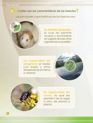Plagas agrícolas

           ?
      b        Cuáles son las características de los insectos      ?
            Las principales características de los insectos son:




                                    Su tamaño pequeño,
                                    lo cual les permite
                                    ocupar y esconderse
                                    en lugares donde otros
                                    organismos no pueden.




                   La capacidad de
                   adaptarse al medio
                   con bajas y altas
                   temperaturas (invierno
                   o verano).




                                    Su capacidad de
                                    vuelo, l o que les
                                    permite ir de un lugar
                                    a otro, de planta a
                                    planta.


 4
 