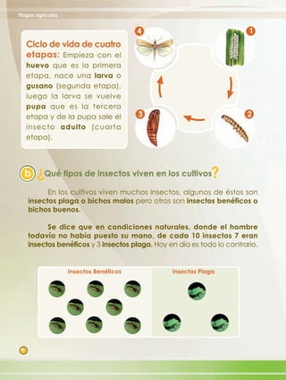 Plagas agrícolas


                                        4                                1
     Ciclo de vida de cuatro
     etapas: Empieza con el
     huevo que es la primera
     etapa, nace una larva o
     gusano (segunda etapa),
     luego la larva se vuelve
     pupa que es la tercera
     etapa y de la pupa sale el         3                               2
     insecto adulto (cuarta
     etapa).



       ?
  b       Qué tipos de insectos viven en los cultivos        ?
           En los cultivos viven muchos insectos, algunos de éstos son
     insectos plaga o bichos malos pero otros son insectos benéficos o
     bichos buenos.

           Se dice que en condiciones naturales, donde el hombre
     todavía no había puesto su mano, de cada 10 insectos 7 eran
     insectos benéficos y 3 insectos plaga. Hoy en día es todo lo contrario.


                   Insectos Benéficos            Insectos Plaga




 6
 
