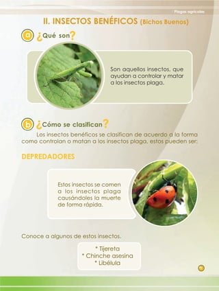 Plagas agrícolas

         II. INSECTOS BENÉFICOS (Bichos Buenos)
     ?
 a       Qué son?

                                Son aquellos insectos, que
                                ayudan a controlar y matar
                                a los insectos plaga.




     ?
 b     Cómo se clasifican   ?
    Los insectos benéficos se clasifican de acuerdo a la forma
como controlan o matan a los insectos plaga, estos pueden ser:

DEPREDADORES


            Estos insectos se comen
            a los insectos plaga
            causándoles la muerte
            de forma rápida.




Conoce a algunos de estos insectos.

                          * Tijereta
                     * Chinche asesina
                         * Libélula
                                                                   7
 