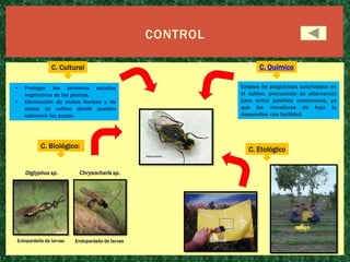 CONTROL
C. Cultural
•
•

Proteger los primeros estados
vegetativos de las plantas.
Eliminación de malas hierbas y de
restos de cultivo donde puedan
sobrevivir las pupas.

C. Biológico:

Diglyphus sp.

Chrysocharis sp.

Ectoparásito de larvas

Endoparásito de larvas

C. Químico
Empleo de plaguicidas autorizados en
el cultivo, procurando su alternancia
para evitar posibles resistencias, ya
que los minadores de hoja la
desarrollan con facilidad.

C. Etológico

 