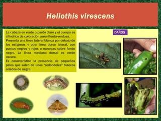 Heliothis virescens
La cabeza es verde o pardo claro y el cuerpo es
cilíndrico de coloración amarillenta-verdosa.
Presenta una línea lateral blanca por debajo de
los estigmas y otra línea dorso lateral, con
puntos negros y rojos o naranjas sobre fondo
negro. La línea mediana dorsal es verde
oscura.
Es característico la presencia de pequeños
pelos que salen de unos "redondeles" blancos
orlados de negro.

DAÑOS

 