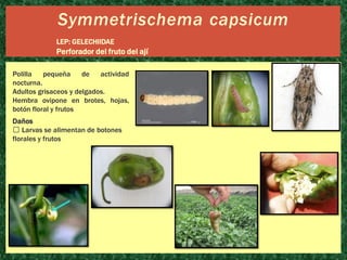 Symmetrischema capsicum
LEP: GELECHIIDAE

Perforador del fruto del ají
Polilla
pequeña
de
actividad
nocturna.
Adultos grisaceos y delgados.
Hembra ovipone en brotes, hojas,
botón floral y frutos
Daños
Larvas se alimentan de botones
florales y frutos

 