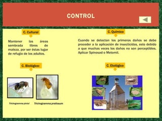 CONTROL
C. Cultural
Mantener
las
áreas
sembrada
libres
de
maleza, por ser éstas lugar
de refugio de los adultos.

C. Biológico:

Trichogramma pintoi

Trichogramma pretiosum

C. Químico

Cuando se detectan los primeros daños se debe
proceder a la aplicación de insecticidas, esto debido
a que muchas veces los daños no son perceptibles.
Aplicar Spinosad o Metomil.

C. Etológico

 