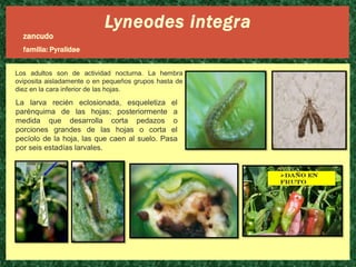Lyneodes integra
zancudo
familia: Pyralidae
Los adultos son de actividad nocturna. La hembra
oviposita aisladamente o en pequeños grupos hasta de
diez en la cara inferior de las hojas.

La larva recién eclosionada, esqueletiza el
parénquima de las hojas; posteriormente a
medida que desarrolla corta pedazos o
porciones grandes de las hojas o corta el
pecíolo de la hoja, las que caen al suelo. Pasa
por seis estadías larvales.

 