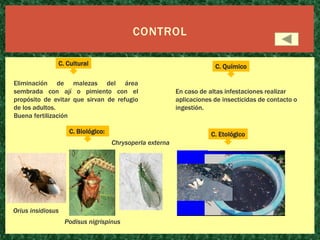 CONTROL
C. Cultural

C. Químico

Eliminación de malezas del área
sembrada con ají o pimiento con el
propósito de evitar que sirvan de refugio
de los adultos.
Buena fertilización

C. Biológico:

En caso de altas infestaciones realizar
aplicaciones de insecticidas de contacto o
ingestión.

C. Etológico
Chrysoperla externa

Orius insidiosus
Podisus nigrispinus

 