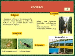 CONTROL
C. Químico

C. Cultural
•No asociar cultivos en la misma parcela.
•Eliminar malas hierbas y restos de
cultivos ya que pueden actuar como
reservorios de la plaga.

Aplicar
muy
temprano
plaguicidas en la base de
las
plantas
(lambdacyalotrina,
abamectina, cifluthrina, etc)

C. Biológico:

C. Etológico

Amblyseius cucumeris

Orius laevigatus

 