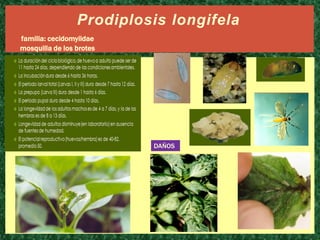 Prodiplosis longifela
familia: cecidomyiidae
mosquilla de los brotes

DAÑOS

 