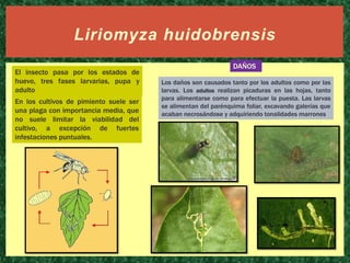 Liriomyza huidobrensis
El insecto pasa por los estados de
huevo, tres fases larvarias, pupa y
adulto
En los cultivos de pimiento suele ser
una plaga con importancia media, que
no suele limitar la viabilidad del
cultivo, a excepción de fuertes
infestaciones puntuales.

DAÑOS
Los daños son causados tanto por los adultos como por las
larvas. Los adultos realizan picaduras en las hojas, tanto
para alimentarse como para efectuar la puesta. Las larvas
se alimentan del parénquima foliar, excavando galerías que
acaban necrosándose y adquiriendo tonalidades marrones

 