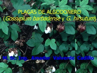 M. Sc. Ing. Amador Valverde Cadillo
PLAGAS DE ALGODONERO
(Gossypium barbadense y G. hirsutum)
 