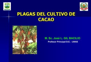 PLAGAS DEL CULTIVO DE
CACAO
M. Sc. José L. GIL BACILIO
Profesor Principal D.E. - UNAS
 