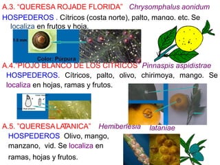 Plagasdefrutales2Continuacionyplagasdecitricos.pdf