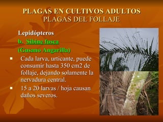 Plagas de la palma africana de aceite | PPT