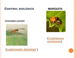 Plagas de la piña (ananas | PPTX