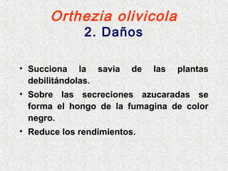 Orthezia olivicola
2. Daños
• Succiona la savia de las plantas
debilitándolas.
• Sobre las secreciones azucaradas se
forma el hongo de la fumagina de color
negro.
• Reduce los rendimientos.
 