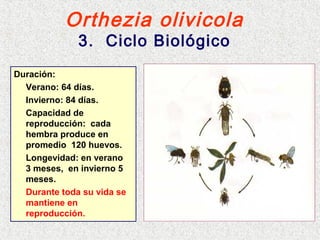 Orthezia olivicola
3. Ciclo Biológico
Duración:
Verano: 64 días.
Invierno: 84 días.
Capacidad de
reproducción: cada
hembra produce en
promedio 120 huevos.
Longevidad: en verano
3 meses, en invierno 5
meses.
Durante toda su vida se
mantiene en
reproducción.
 