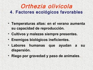 Orthezia olivicola
4. Factores ecológicos favorables
• Temperaturas altas: en el verano aumenta
su capacidad de reproducción.
• Cultivos y malezas siempre presentes.
• Enemigos biológicos ineficientes.
• Labores humanas que ayudan a su
dispersión.
• Riego por gravedad y paso de animales.
 