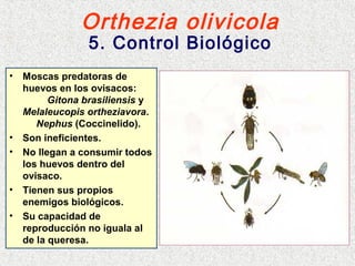 Orthezia olivicola
5. Control Biológico
• Moscas predatoras de
huevos en los ovisacos:
Gitona brasiliensis y
Melaleucopis ortheziavora.
Nephus (Coccinelido).
• Son ineficientes.
• No llegan a consumir todos
los huevos dentro del
ovisaco.
• Tienen sus propios
enemigos biológicos.
• Su capacidad de
reproducción no iguala al
de la queresa.
 