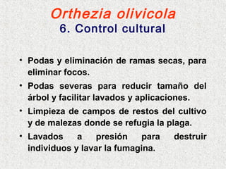 Orthezia olivicola
6. Control cultural
• Podas y eliminación de ramas secas, para
eliminar focos.
• Podas severas para reducir tamaño del
árbol y facilitar lavados y aplicaciones.
• Limpieza de campos de restos del cultivo
y de malezas donde se refugia la plaga.
• Lavados a presión para destruir
individuos y lavar la fumagina.
 