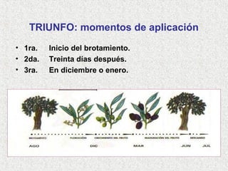 TRIUNFO: momentos de aplicación
• 1ra. Inicio del brotamiento.
• 2da. Treinta días después.
• 3ra. En diciembre o enero.
 