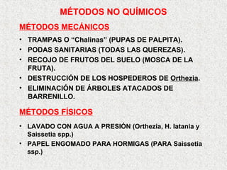 MÉTODOS NO QUÍMICOS
• TRAMPAS O “Chalinas” (PUPAS DE PALPITA).
• PODAS SANITARIAS (TODAS LAS QUEREZAS).
• RECOJO DE FRUTOS DEL SUELO (MOSCA DE LA
FRUTA).
• DESTRUCCIÓN DE LOS HOSPEDEROS DE Orthezia.
• ELIMINACIÓN DE ÁRBOLES ATACADOS DE
BARRENILLO.
MÉTODOS MECÁNICOS
• LAVADO CON AGUA A PRESIÓN (Orthezia, H. latania y
Saissetia spp.)
• PAPEL ENGOMADO PARA HORMIGAS (PARA Saissetia
ssp.)
MÉTODOS FÍSICOS
 