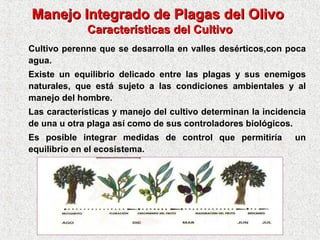 Manejo Integrado de Plagas del OlivoManejo Integrado de Plagas del Olivo
Características del CultivoCaracterísticas del Cultivo
Cultivo perenne que se desarrolla en valles desérticos,con poca
agua.
Existe un equilibrio delicado entre las plagas y sus enemigos
naturales, que está sujeto a las condiciones ambientales y al
manejo del hombre.
Las características y manejo del cultivo determinan la incidencia
de una u otra plaga así como de sus controladores biológicos.
Es posible integrar medidas de control que permitiría un
equilibrio en el ecosistema.
 