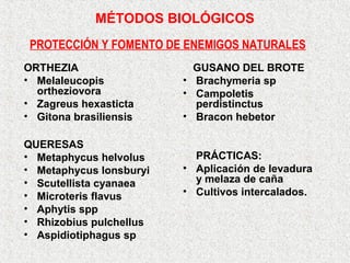 MÉTODOS BIOLÓGICOS
ORTHEZIA
• Melaleucopis
ortheziovora
• Zagreus hexasticta
• Gitona brasiliensis
QUERESAS
• Metaphycus helvolus
• Metaphycus lonsburyi
• Scutellista cyanaea
• Microteris flavus
• Aphytis spp
• Rhizobius pulchellus
• Aspidiotiphagus sp
PROTECCIÓN Y FOMENTO DE ENEMIGOS NATURALES
GUSANO DEL BROTE
• Brachymeria sp
• Campoletis
perdistinctus
• Bracon hebetor
PRÁCTICAS:
• Aplicación de levadura
y melaza de caña
• Cultivos intercalados.
 