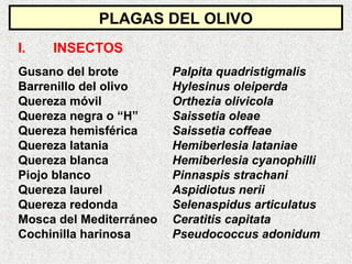 I. INSECTOS
Gusano del brote Palpita quadristigmalis
Barrenillo del olivo Hylesinus oleiperda
Quereza móvil Orthezia olivicola
Quereza negra o “H” Saissetia oleae
Quereza hemisférica Saissetia coffeae
Quereza latania Hemiberlesia lataniae
Quereza blanca Hemiberlesia cyanophilli
Piojo blanco Pinnaspis strachani
Quereza laurel Aspidiotus nerii
Quereza redonda Selenaspidus articulatus
Mosca del Mediterráneo Ceratitis capitata
Cochinilla harinosa Pseudococcus adonidum
PLAGAS DEL OLIVO
 