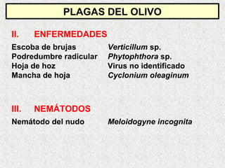 II. ENFERMEDADES
Escoba de brujas Verticillum sp.
Podredumbre radicular Phytophthora sp.
Hoja de hoz Virus no identificado
Mancha de hoja Cyclonium oleaginum
PLAGAS DEL OLIVO
III. NEMÁTODOS
Nemátodo del nudo Meloidogyne incognita
 