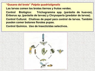“Gusano del brote” Palpita quadristigmalis
Las larvas comen los brotes tiernos y frutos verdes.
Control Biológico: Trichogramma spp. (parásito de huevos),
Eriborus sp. (parásito de larvas) y Chrysoperla (predator de larvas).
Control Cultural. Chalinas de papel para control de larvas. También
pueden comer botones florales pupas.
Control Químico. Uso de Insecticidas selectivos.
 