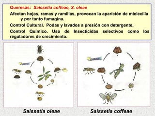Queresas: Saissetia coffeae, S. oleae
Afectan hojas, ramas y ramillas, provocan la aparición de mielecilla
y por tanto fumagina.
Control Cultural. Podas y lavados a presión con detergente.
Control Químico. Uso de Insecticidas selectivos como los
reguladores de crecimiento.
Saissetia oleae Saissetia coffeae
 