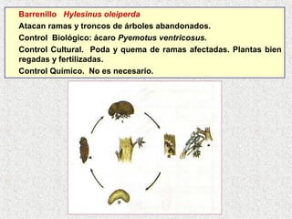 Barrenillo Hylesinus oleiperda
Atacan ramas y troncos de árboles abandonados.
Control Biológico: ácaro Pyemotus ventricosus.
Control Cultural. Poda y quema de ramas afectadas. Plantas bien
regadas y fertilizadas.
Control Químico. No es necesario.
 