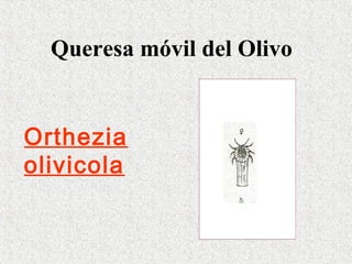 Queresa móvil del Olivo
Orthezia
olivicola
 
