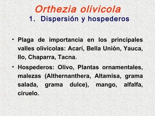 Orthezia olivicola
1. Dispersión y hospederos
• Plaga de importancia en los principales
valles olivicolas: Acarí, Bella Unión, Yauca,
Ilo, Chaparra, Tacna.
• Hospederos: Olivo, Plantas ornamentales,
malezas (Althernanthera, Altamisa, grama
salada, grama dulce), mango, alfalfa,
ciruelo.
 