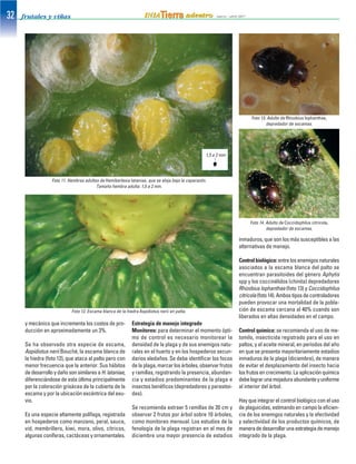 y mecánico que incrementa los costos de pro-
ducción en aproximadamente un 3%.
Se ha observado otra especie de escama,
Aspidiotus nerii Bouché, la escama blanca de
la hiedra (foto 12), que ataca al palto pero con
menor frecuencia que la anterior. Sus hábitos
dedesarrolloydañosonsimilaresaH.lataniae,
diferenciándose de esta última principalmente
por la coloración grisácea de la cubierta de la
escama y por la ubicación excéntrica del exu-
vio.
Es una especie altamente polífaga, registrada
en hospederos como manzano, peral, sauce,
vid, membrillero, kiwi, mora, olivo, cítricos,
algunas coníferas, cactáceas y ornamentales.
Estrategia de manejo integrado
Monitoreo: para determinar el momento ópti-
mo de control es necesario monitorear la
densidad de la plaga y de sus enemigos natu-
rales en el huerto y en los hospederos secun-
darios aledaños. Se debe identificar los focos
de la plaga, marcar los árboles, observar frutos
y ramillas, registrando la presencia, abundan-
cia y estadios predominantes de la plaga e
insectos benéficos (depredadores y parasitoi-
des).
Se recomienda extraer 5 ramillas de 20 cm y
observar 2 frutos por árbol sobre 10 árboles,
como monitoreo mensual. Los estudios de la
fenología de la plaga registran en el mes de
diciembre una mayor presencia de estadios
inmaduros, que son los más susceptibles a las
alternativas de manejo.
Controlbiológico:entrelosenemigosnaturales
asociados a la escama blanca del palto se
encuentran parasitoides del género Aphytis
spp y los coccinélidos (chinita) depredadores
Rhizobius lophanthae (foto 13) y Coccidophilus
citricola(foto14).Ambostiposdecontroladores
pueden provocar una mortalidad de la pobla-
ción de escama cercana al 40% cuando son
liberados en altas densidades en el campo.
Control químico: se recomienda el uso de me-
tomilo, insecticida registrado para el uso en
paltos, y el aceite mineral, en períodos del año
en que se presenta mayoritariamente estadios
inmaduros de la plaga (diciembre), de manera
de evitar el desplazamiento del insecto hacia
losfrutosencrecimiento.Laaplicaciónquímica
debelograrunamojaduraabundanteyuniforme
al interior del árbol.
Hay que integrar el control biológico con el uso
de plaguicidas, estimando en campo la eficien-
cia de los enemigos naturales y la efectividad
y selectividad de los productos químicos, de
maneradedesarrollarunaestrategiademanejo
integrado de la plaga.
Foto 11. Hembras adultas de Hemiberlesia lataniae, que se aloja bajo la caparazón.
Tamaño hembra adulta: 1,5 a 2 mm.
1,5 a 2 mm
Foto 12. Escama blanca de la hiedra Aspidiotus nerii en palta.
Foto 14. Adulto de Coccidophilus citricola,
depredador de escamas.
Foto 13. Adulto de Rhizobius lophanthae,
depredador de escamas.
 