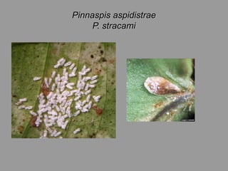 Plagas del palto | PPT