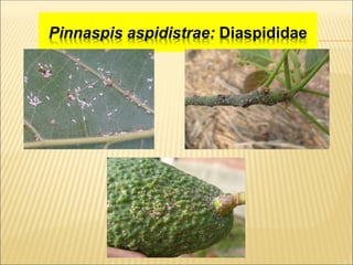 PLAGAS DEL PALTO.pdf