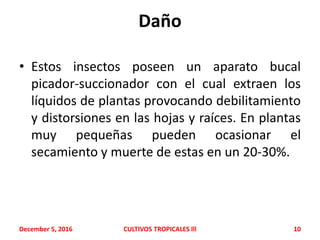 Daño
• Estos insectos poseen un aparato bucal
picador-succionador con el cual extraen los
líquidos de plantas provocando debilitamiento
y distorsiones en las hojas y raíces. En plantas
muy pequeñas pueden ocasionar el
secamiento y muerte de estas en un 20-30%.
December 5, 2016 CULTIVOS TROPICALES lll 10
 
