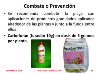 Combate o Prevención
• Se recomienda combatir la plaga con
aplicaciones de productos granulados aplicados
alrededor de las plantas y junto a la funda entre
ellos
• Carbofurán (furadán 10g) en dosis de 5 gramos
por planta.
December 5, 2016 CULTIVOS TROPICALES lll 11
 