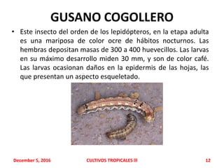 GUSANO COGOLLERO
• Este insecto del orden de los lepidópteros, en la etapa adulta
es una mariposa de color ocre de hábitos nocturnos. Las
hembras depositan masas de 300 a 400 huevecillos. Las larvas
en su máximo desarrollo miden 30 mm, y son de color café.
Las larvas ocasionan daños en la epidermis de las hojas, las
que presentan un aspecto esqueletado.
December 5, 2016 CULTIVOS TROPICALES lll 12
 